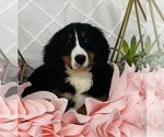Small Photo #4 Bernese Mountain Dog Puppy For Sale in CINCINNATI, OH, USA