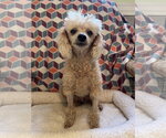 Small #4 Poodle (Miniature)