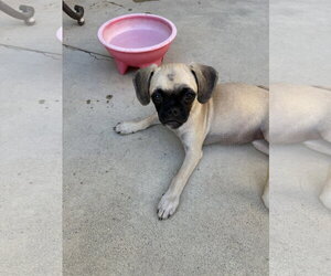 Pancakes - Female Puggle Dog for Adoption - Photo #3