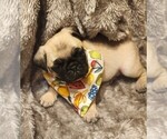 Small Photo #6 Pug Puppy For Sale in WHITTIER, NC, USA