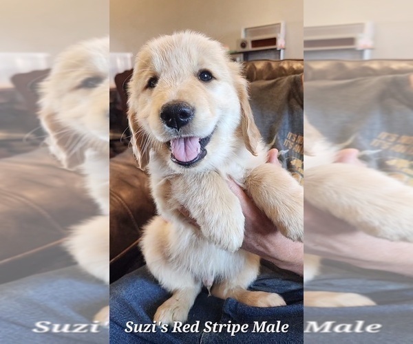 Medium Photo #2 Golden Retriever Puppy For Sale in KINGMAN, AZ, USA