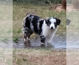 Miniature Australian Shepherd Puppy for sale in ELIZ CITY, NC, USA