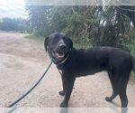 Small #2 Labrador Retriever Mix
