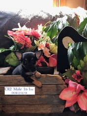 Chihuahua Puppy for sale in MERIDIAN, NY, USA