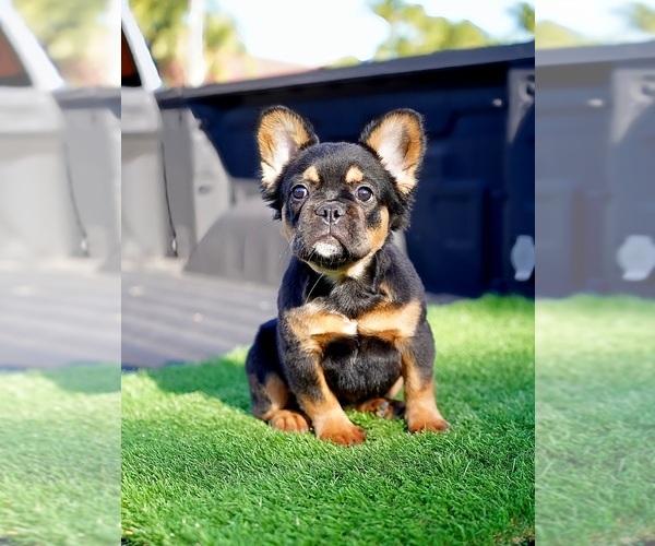 Medium Photo #2 French Bulldog Puppy For Sale in POMPANO BEACH, FL, USA