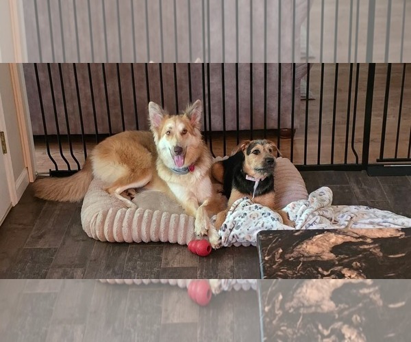 Medium Photo #7 Mutt Puppy For Sale in Rockaway, NJ, USA