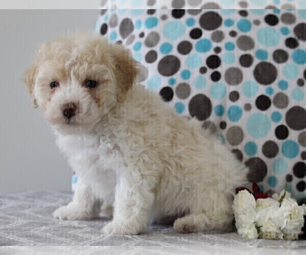 Medium Photo #1 Poodle (Miniature) Puppy For Sale in FREDERICKSBURG, OH, USA