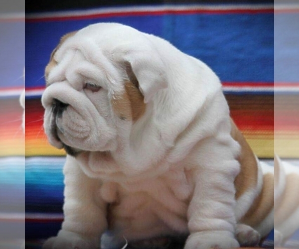 Medium Photo #2 English Bulldog Puppy For Sale in BROOKLYN, NY, USA
