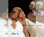 Small Photo #53 Goldendoodle (Miniature) Puppy For Sale in GASTONIA, NC, USA
