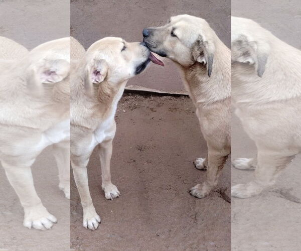 Medium Photo #5 Anatolian Shepherd-Labrador Retriever Mix Puppy For Sale in Apple Valley, CA, USA