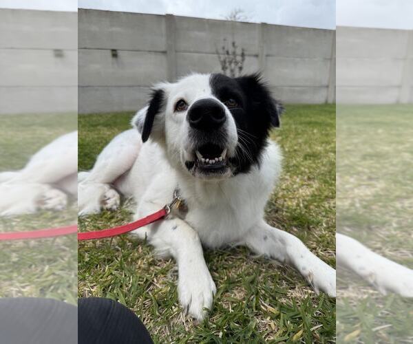 Medium Photo #23 Great Pyrenees-Unknown Mix Puppy For Sale in Houston, TX, USA