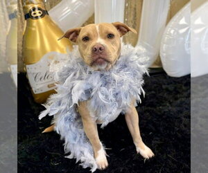 Saleta - Female Mutt Dog for Adoption - Photo #8