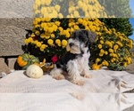 Small #12 Schnauzer (Miniature)