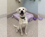 Small Labrador Retriever Mix