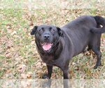 Small Photo #4 Labrador Retriever Puppy For Sale in Jackson, MS, USA
