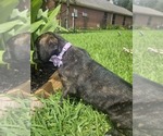 Small Photo #10 Cane Corso Puppy For Sale in HOUSTON, TX, USA