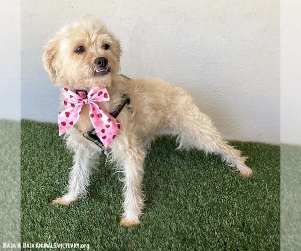 Medium Photo #4 Brussels Griffon-Poodle (Miniature) Mix Puppy For Sale in San Diego, CA, USA