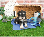 Small #1 Schnauzer (Miniature)