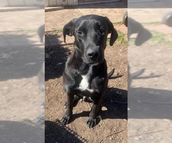 Medium Photo #3 Labrador Retriever Puppy For Sale in San Antonio, TX, USA