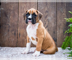 Puppy Carson Boxer