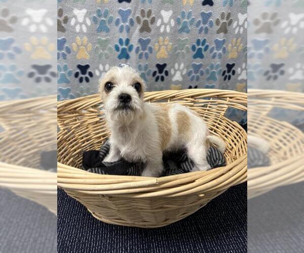 Medium Photo #1 Miniature Schnauzer-Unknown Mix Puppy For Sale in Rosenberg, TX, USA