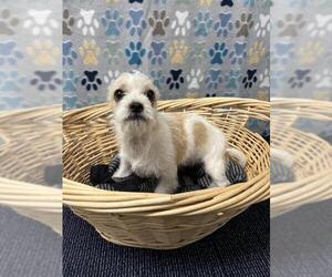 Miniature Schnauzer-Unknown Mix Dogs for adoption in Rosenberg, TX, USA