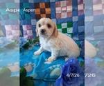 Small #2 Cavachon