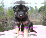 Small #4 German Shepherd Dog