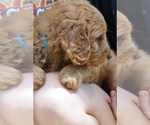 Small #5 Goldendoodle (Miniature)