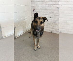 German Shepherd Dog Dogs for adoption in San Bernardino, CA, USA