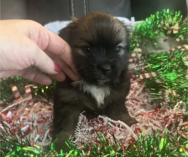 Medium Photo #1 Pomeranian Puppy For Sale in PLAINFIELD, IL, USA