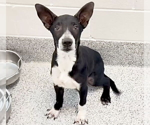 Medium Photo #2 Australian Kelpie Puppy For Sale in Houston, TX, USA