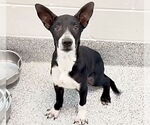 Small #1 Australian Kelpie