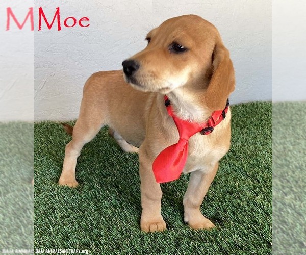 Medium Photo #1 Labbe Puppy For Sale in San Diego, CA, USA
