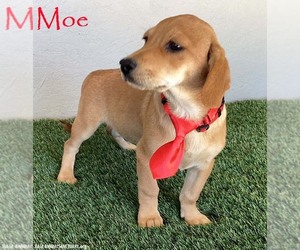 Labbe Dogs for adoption in San Diego, CA, USA