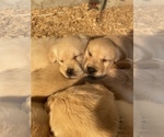 Small Photo #1 Labrador Retriever Puppy For Sale in CHEHALIS, WA, USA