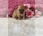 Chihuahuas - Female Chihuahua Puppy for Sale - Photo #4