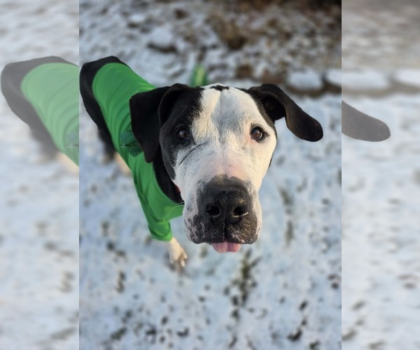 Medium Photo #18 Great Dane-Unknown Mix Puppy For Sale in Spotsylvania, VA, USA