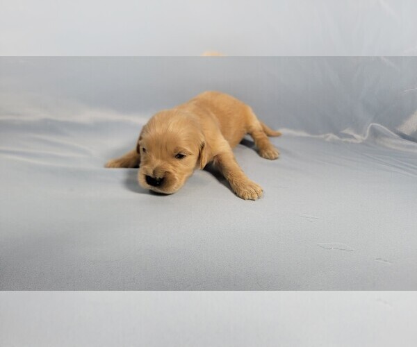 Medium Photo #44 Golden Retriever Puppy For Sale in BLACK FOREST, CO, USA