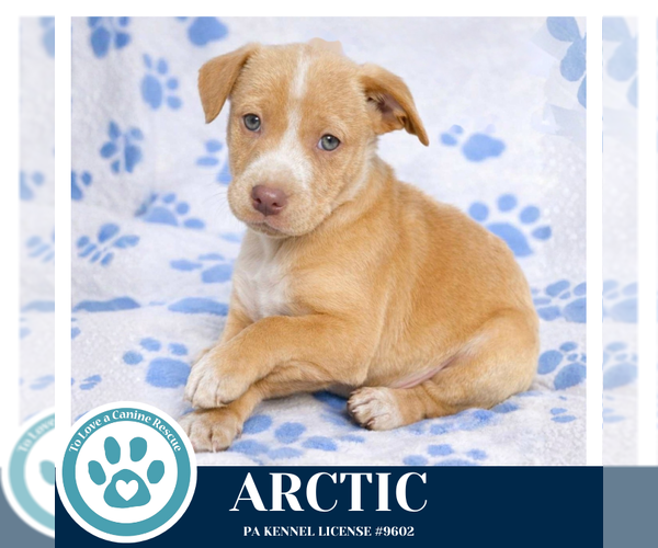 Medium Photo #2 Labrador Retriever-Unknown Mix Puppy For Sale in Kimberton, PA, USA