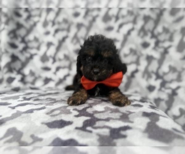 Medium Photo #8 Cavapoo (Miniature) Puppy For Sale in LAKELAND, FL, USA