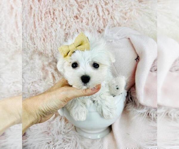 Medium Photo #4 Maltese Puppy For Sale in MIAMI, FL, USA