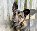 Small Norwegian Elkhound Mix