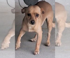 Doxie-Pin Dogs for adoption in San Bernardino, CA, USA