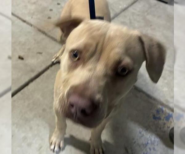 Medium Photo #1 Mutt Puppy For Sale in Bakersfield, CA, USA