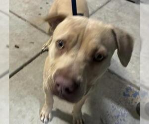 Mutt Dogs for adoption in Bakersfield, CA, USA