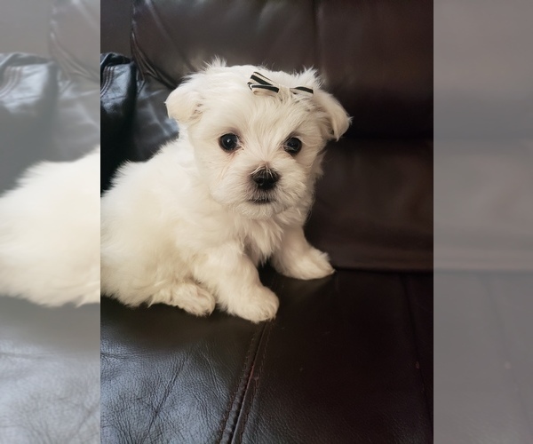 Medium Photo #6 Maltese Puppy For Sale in OPELIKA, AL, USA
