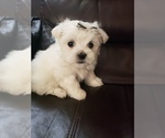 Small Photo #6 Maltese Puppy For Sale in OPELIKA, AL, USA