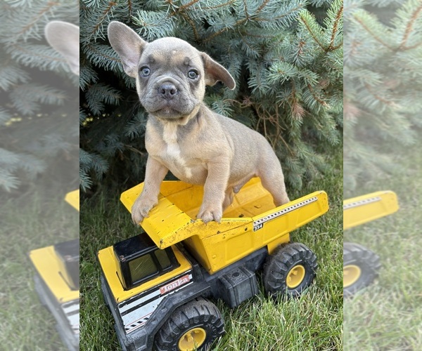 Medium Photo #1 French Bulldog Puppy For Sale in MIDDLEBURY, IN, USA