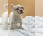 Small Photo #3 French Bulldog Puppy For Sale in DECATUR, GA, USA